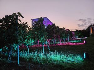 Licht-Service Weingut Vincenz Richter
